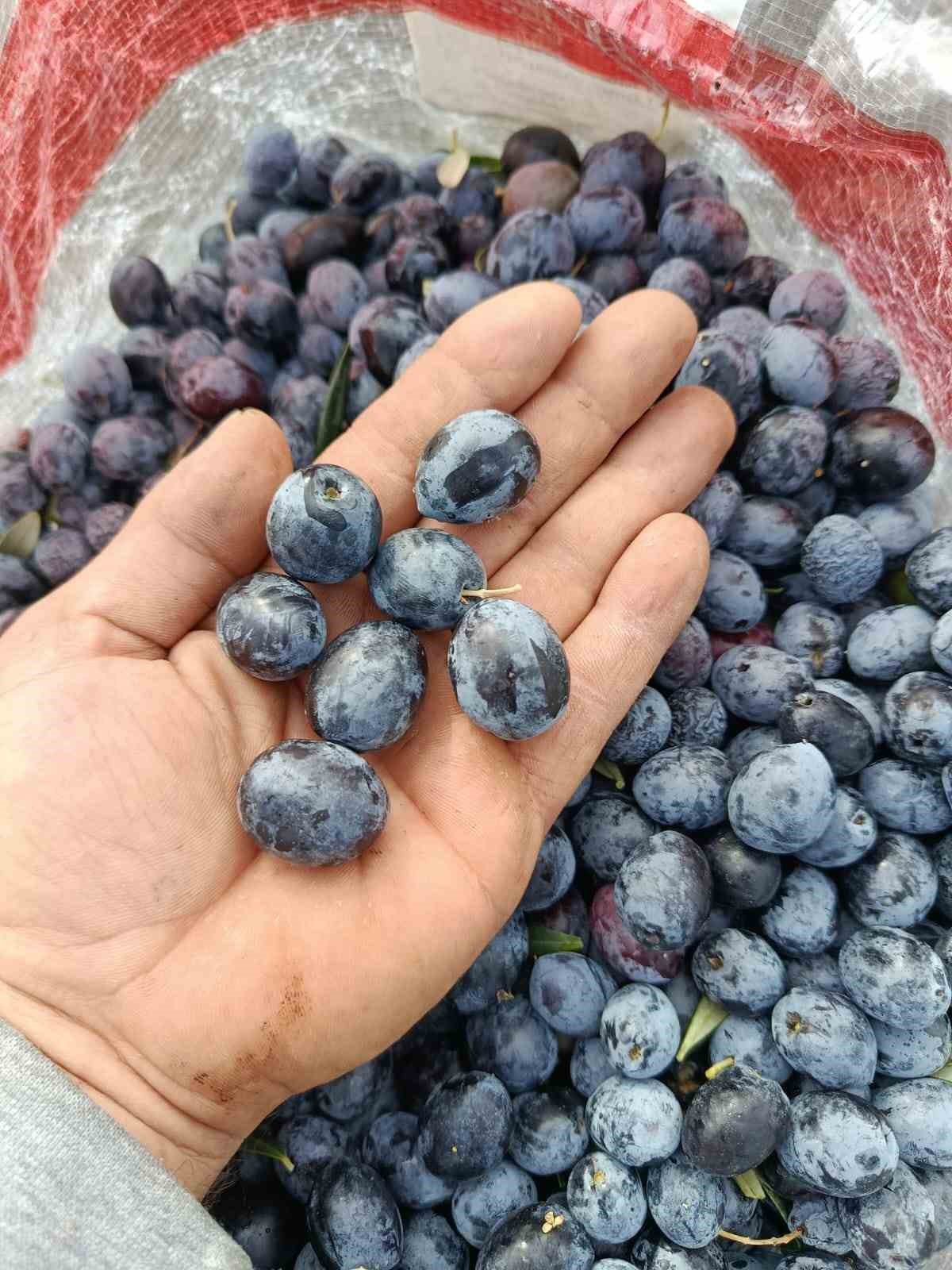 Eskişehir’in mikroklima havzasında zeytin bereketi — görsel 4