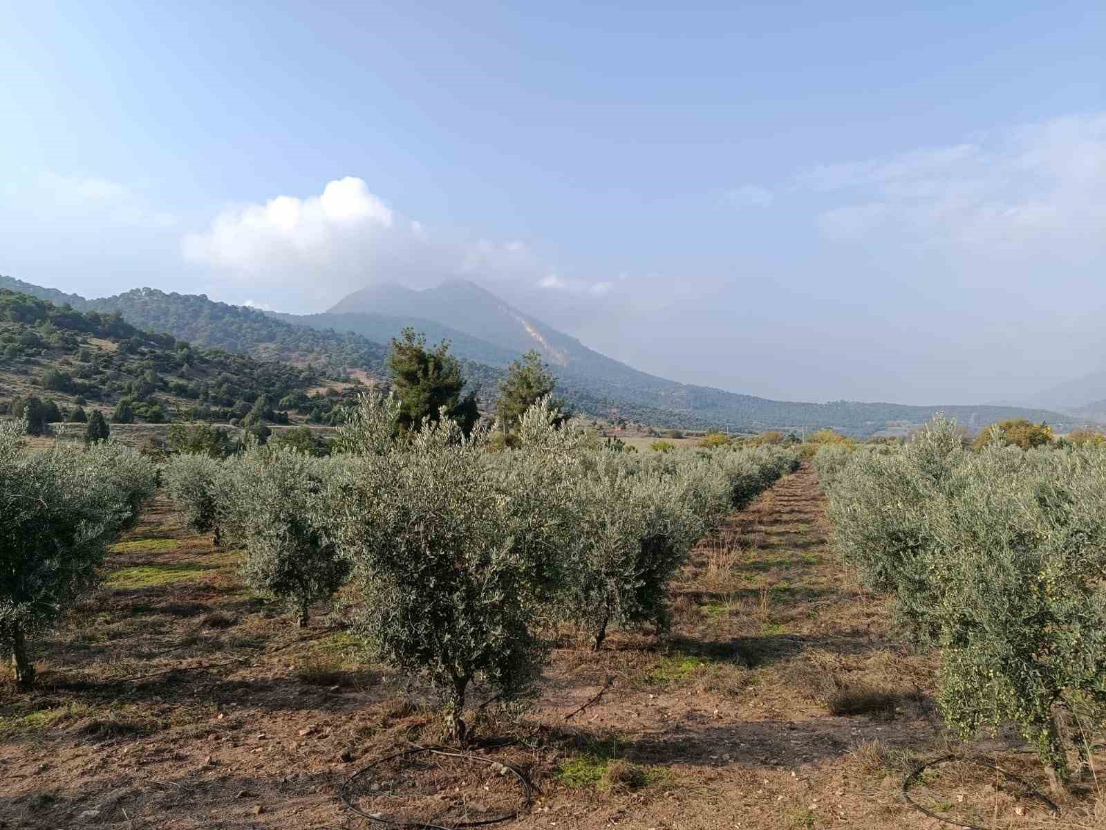 Eskişehir’in mikroklima havzasında zeytin bereketi — görsel 1