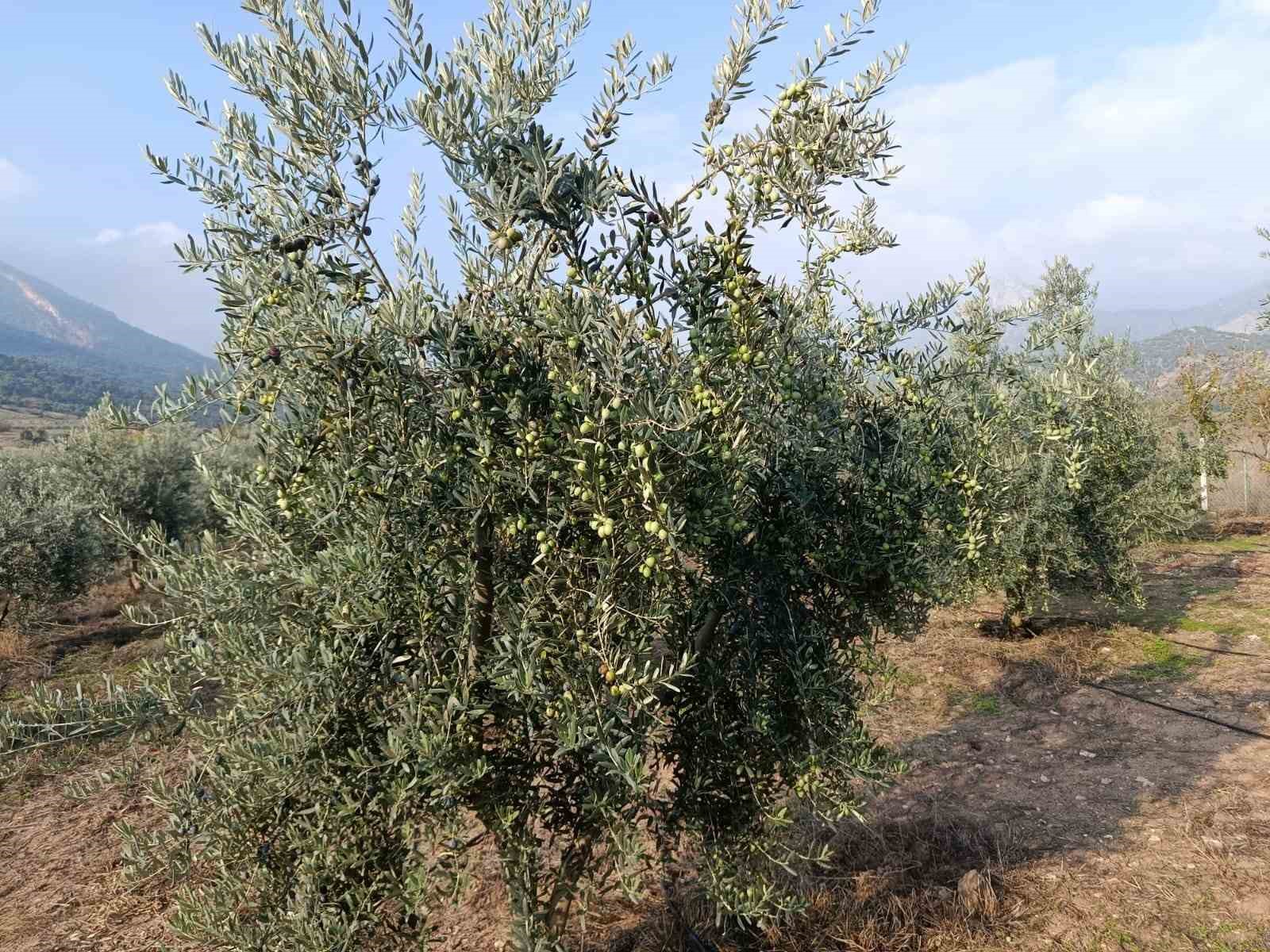 Eskişehir’in mikroklima havzasında zeytin bereketi — görsel 2