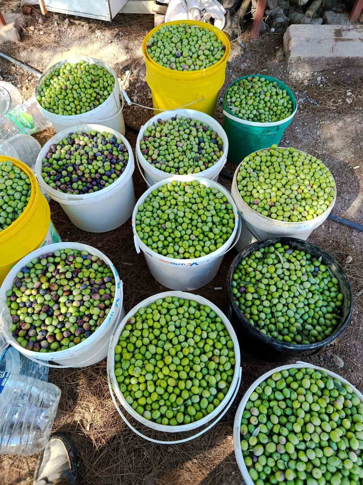 Eskişehir’in mikroklima havzasında zeytin bereketi — görsel 5