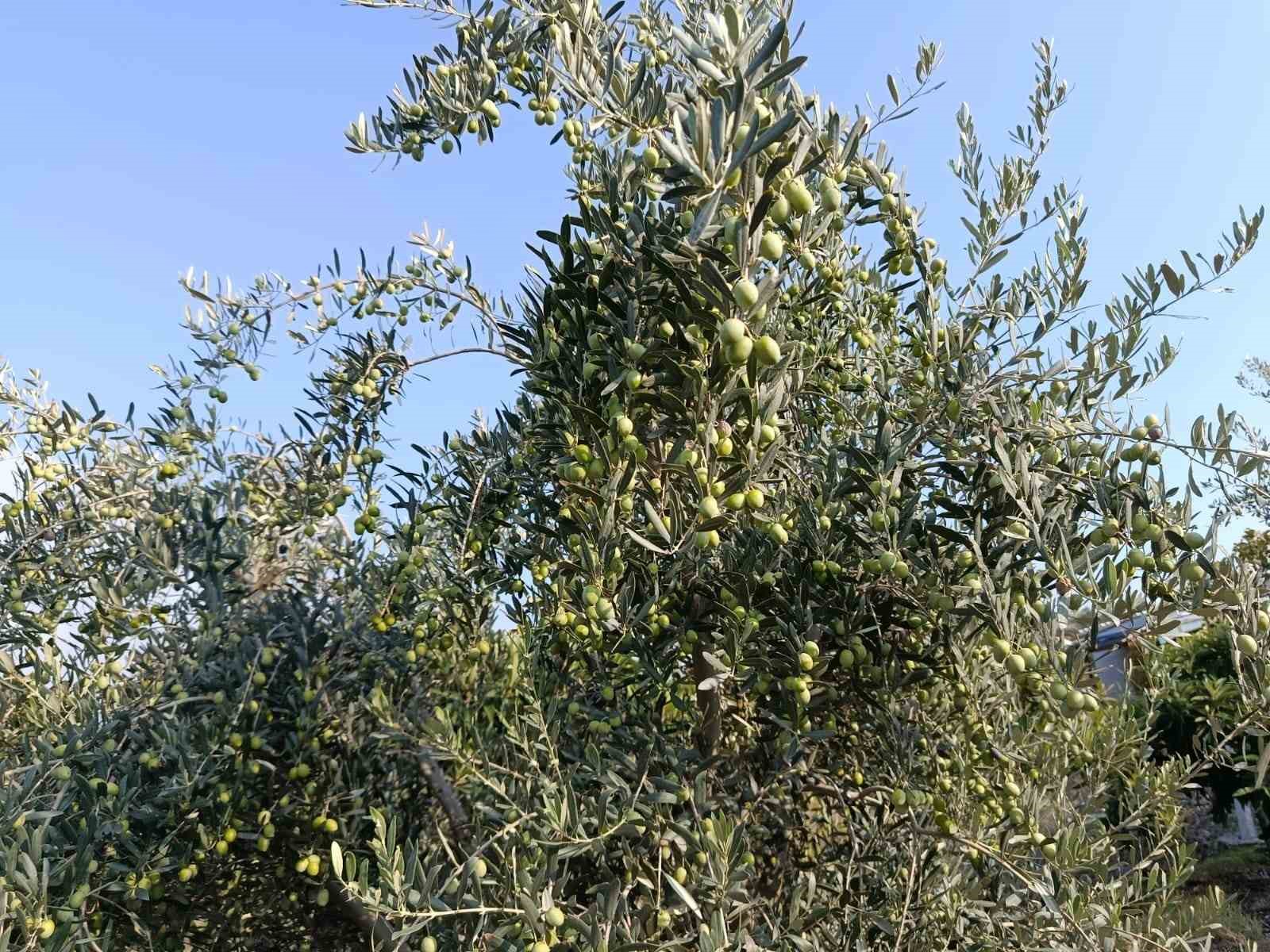 Eskişehir’in mikroklima havzasında zeytin bereketi — görsel 3