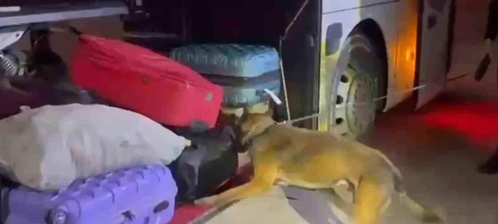 Şanlıurfa’da yolcu otobüsünde 16 kilo 400 gram skunk ele geçirildi — görsel 4
